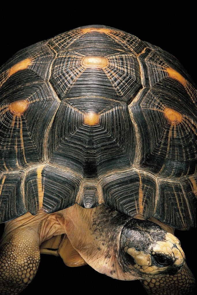 Detail of Geochelone radiata (radiated tortoise) by Anonymous