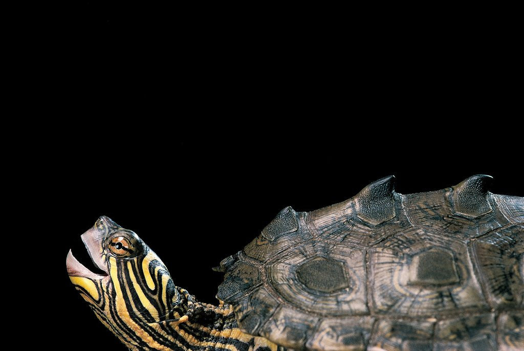 Detail of Graptemys nigrinoda (black-knobbed map turtle) by Anonymous