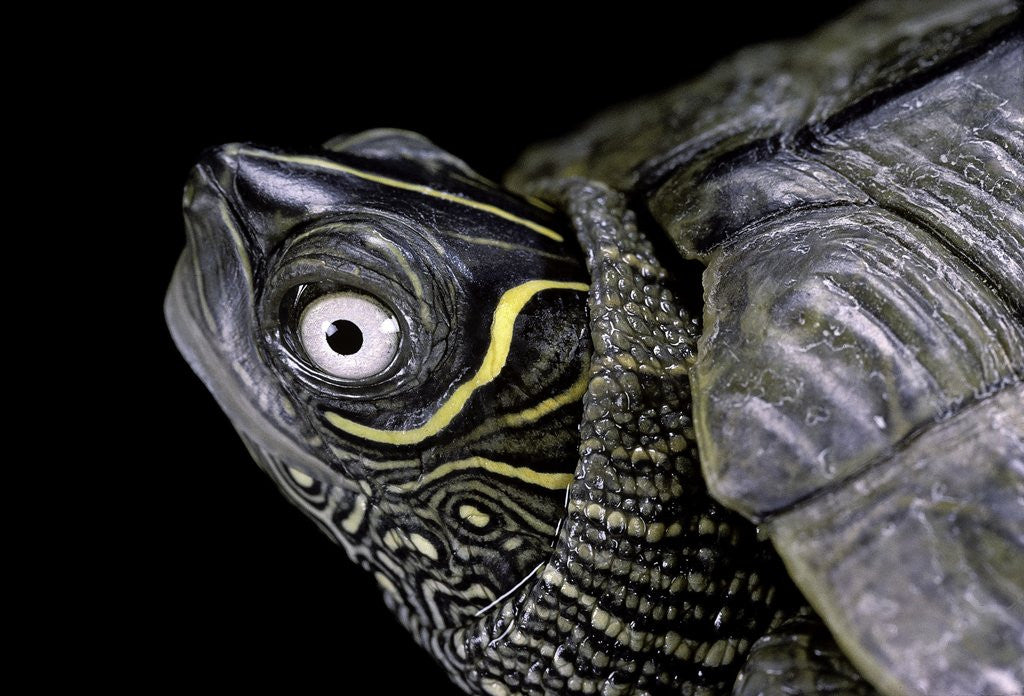 Detail of Graptemys pseudogeographica (false map turtle) by Anonymous