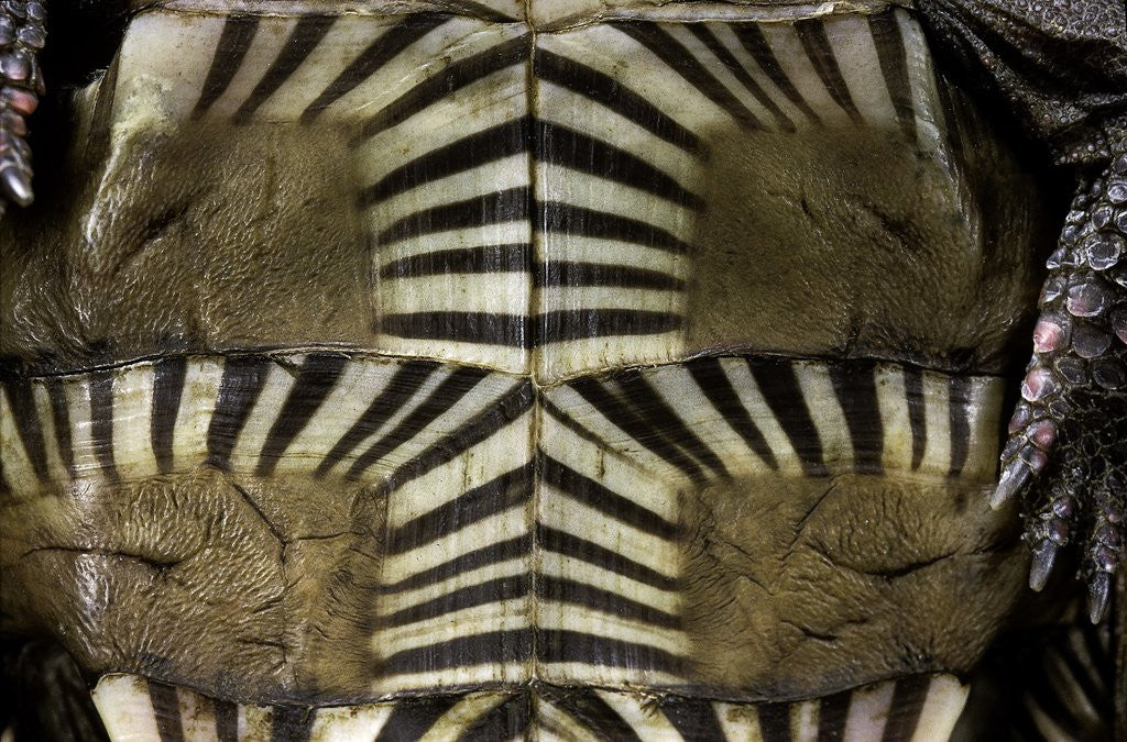 Detail of Heosemys spinosa (spiny turtle) by Anonymous