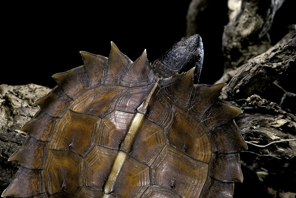 Detail of Heosemys spinosa (spiny turtle) by Corbis