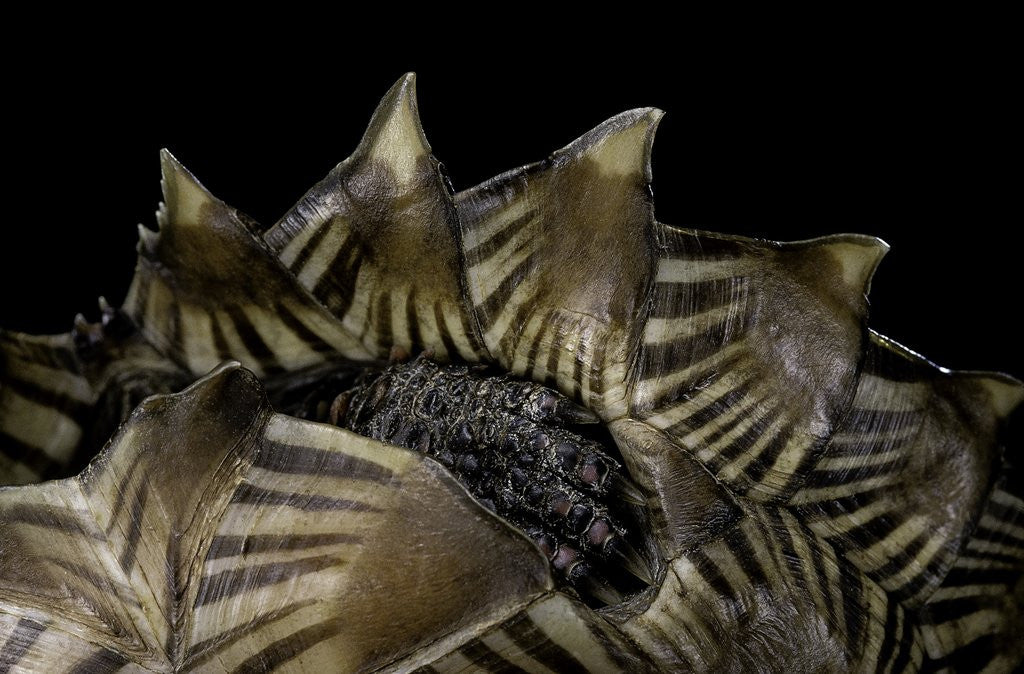 Detail of Heosemys spinosa (spiny turtle) by Anonymous