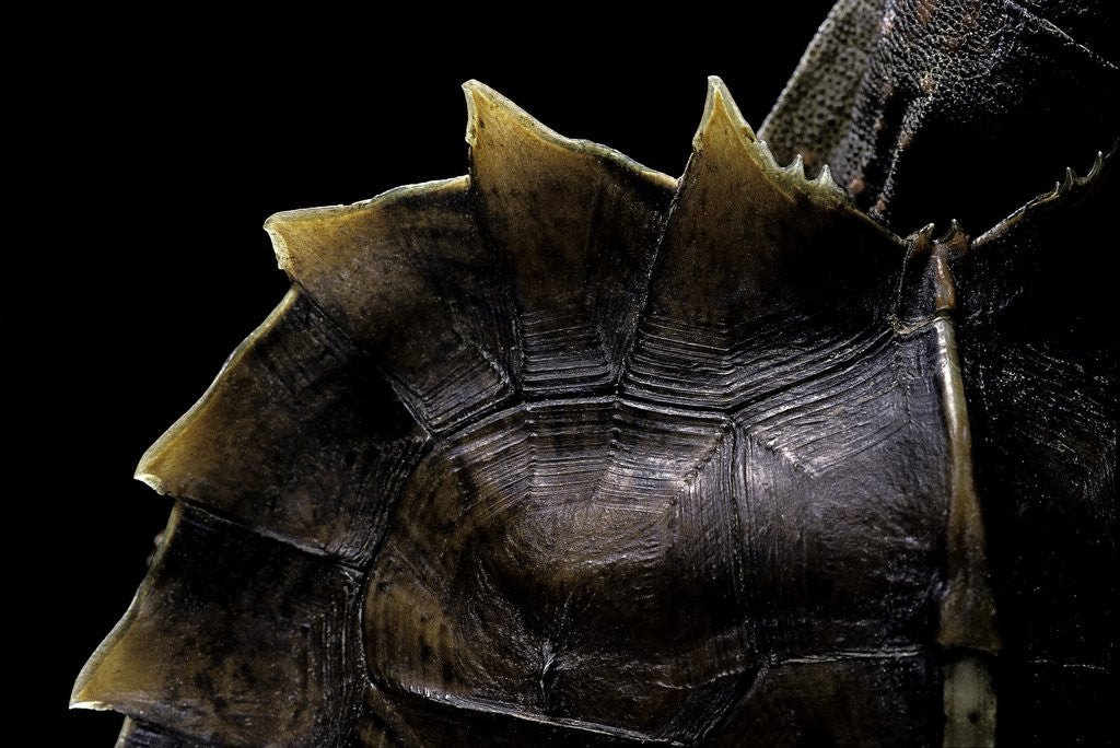 Detail of Heosemys spinosa (spiny turtle) by Anonymous