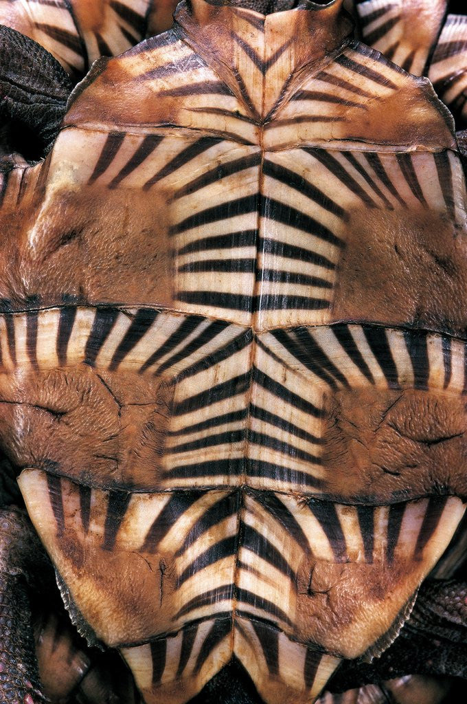 Detail of Heosemys spinosa (spiny turtle) by Anonymous