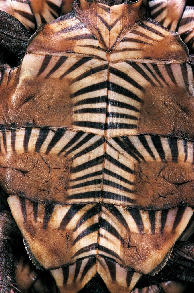 Detail of Heosemys spinosa (spiny turtle) by Corbis