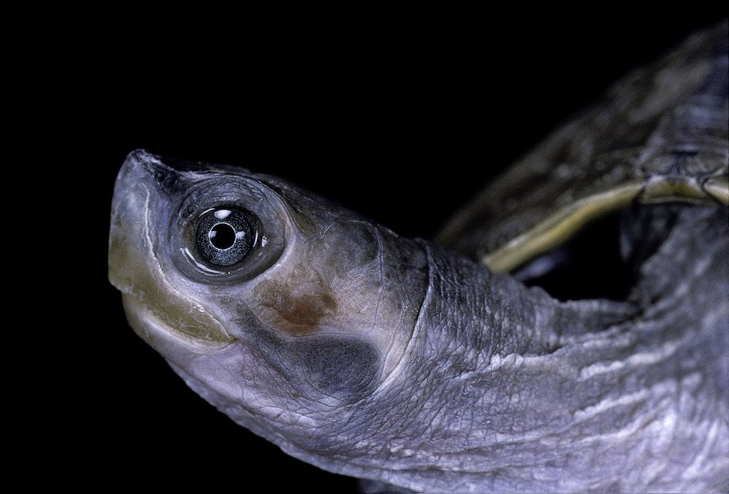 Detail of Kachuga smithii (brown roofed turtle) by Anonymous