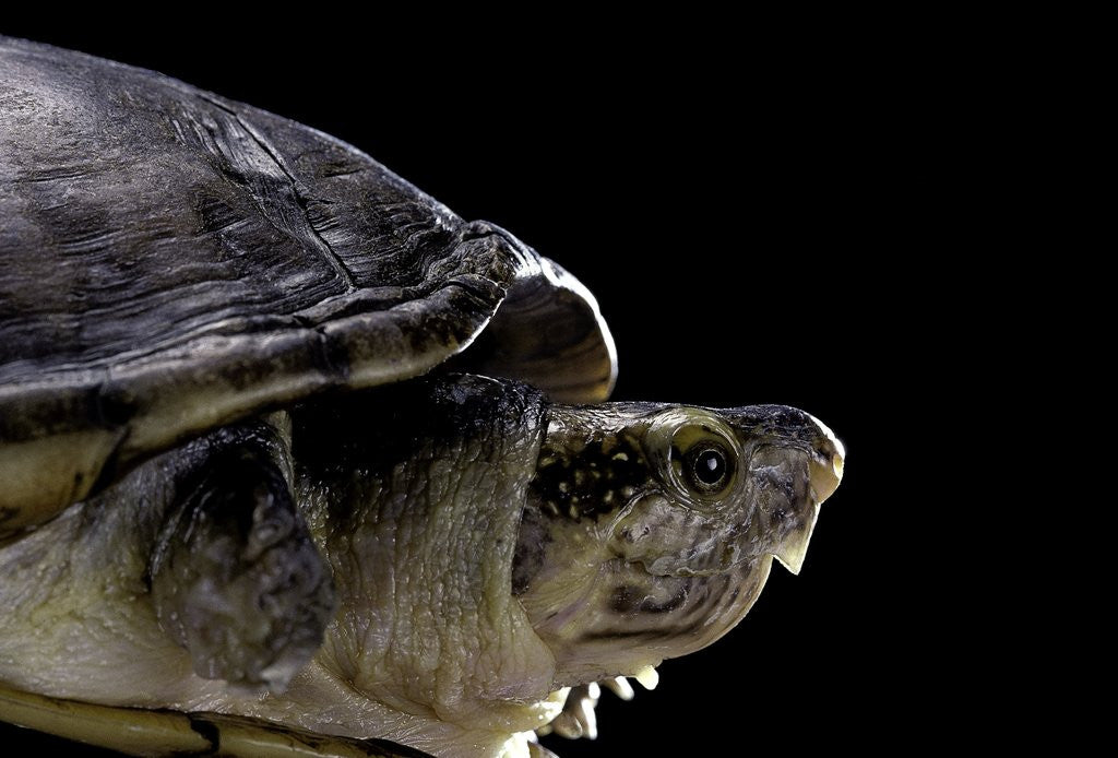 Detail of Kinosternon leucostomum (white-lipped mud turtle) by Anonymous