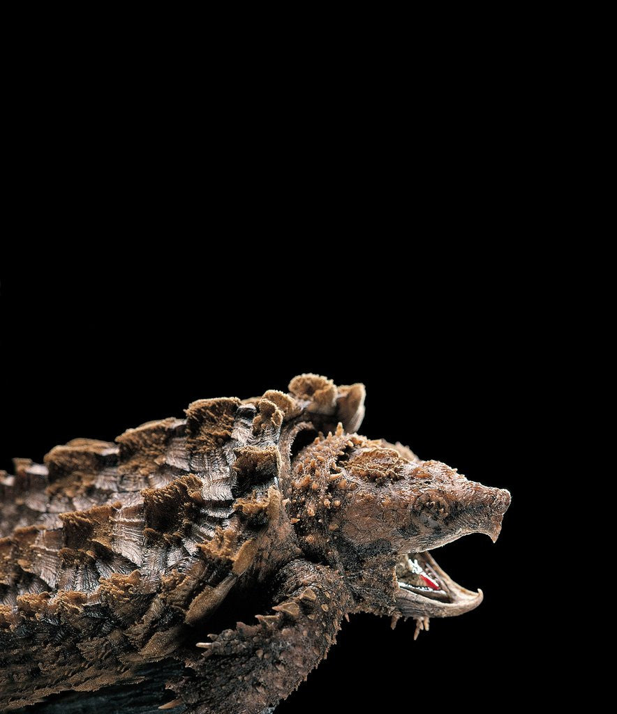 Detail of Macroclemys temminckii (alligator snapping turtle) by Anonymous