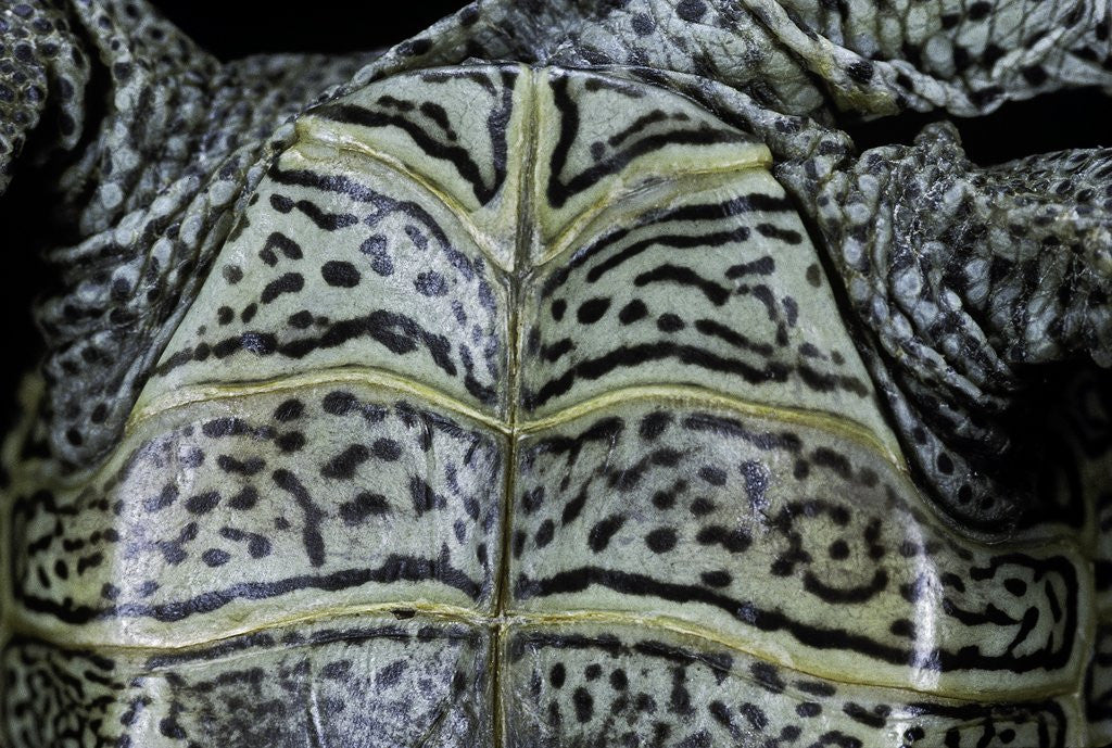 Detail of Malaclemys terrapin centrata (diamondback terrapin) by Anonymous