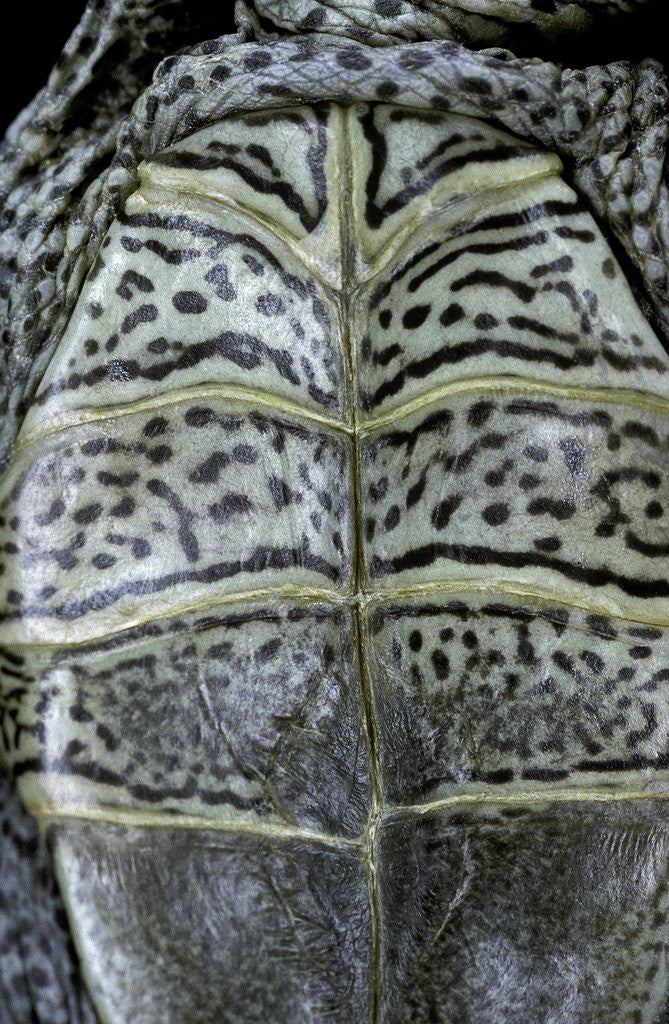 Detail of Malaclemys terrapin centrata (diamondback terrapin) by Corbis