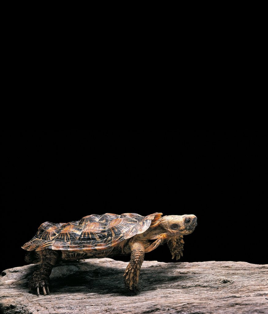 Detail of Malacochersus tornieri (pancake tortoise) by Anonymous
