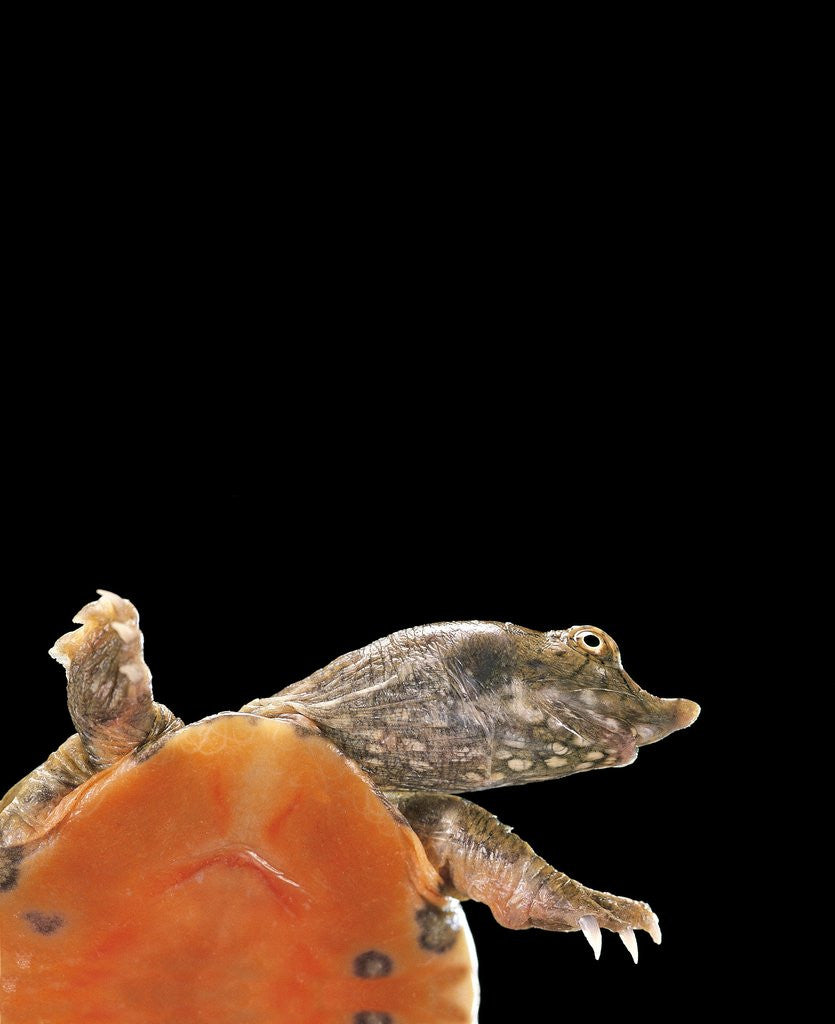 Detail of Pelodiscus sinensis (chinese soft-shelled turtle) by Anonymous