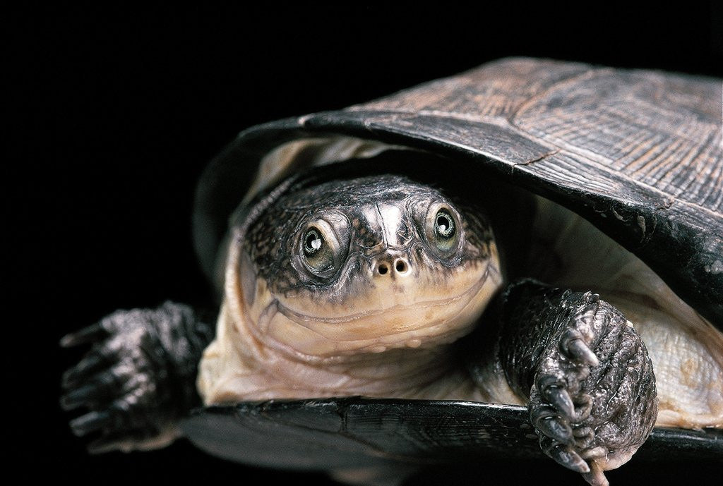 Detail of Pelusios rhodesianus (variable mud turtle) by Anonymous