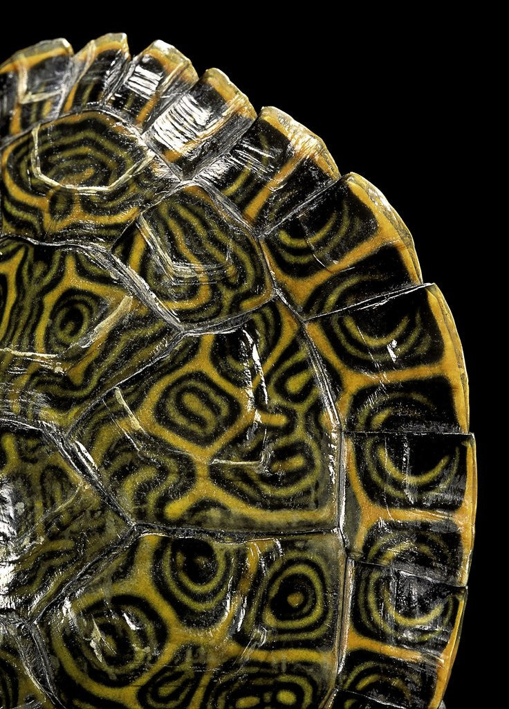 Detail of Pseudemys gorzugi (Western river cooter) by Anonymous