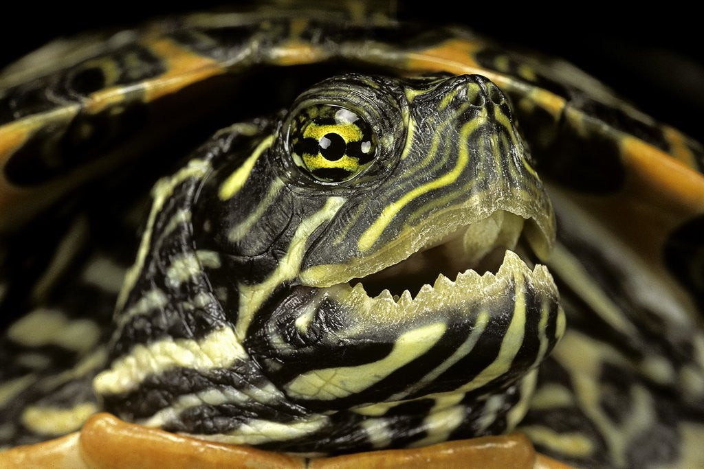 Detail of Pseudemys gorzugi (Western river cooter) by Anonymous