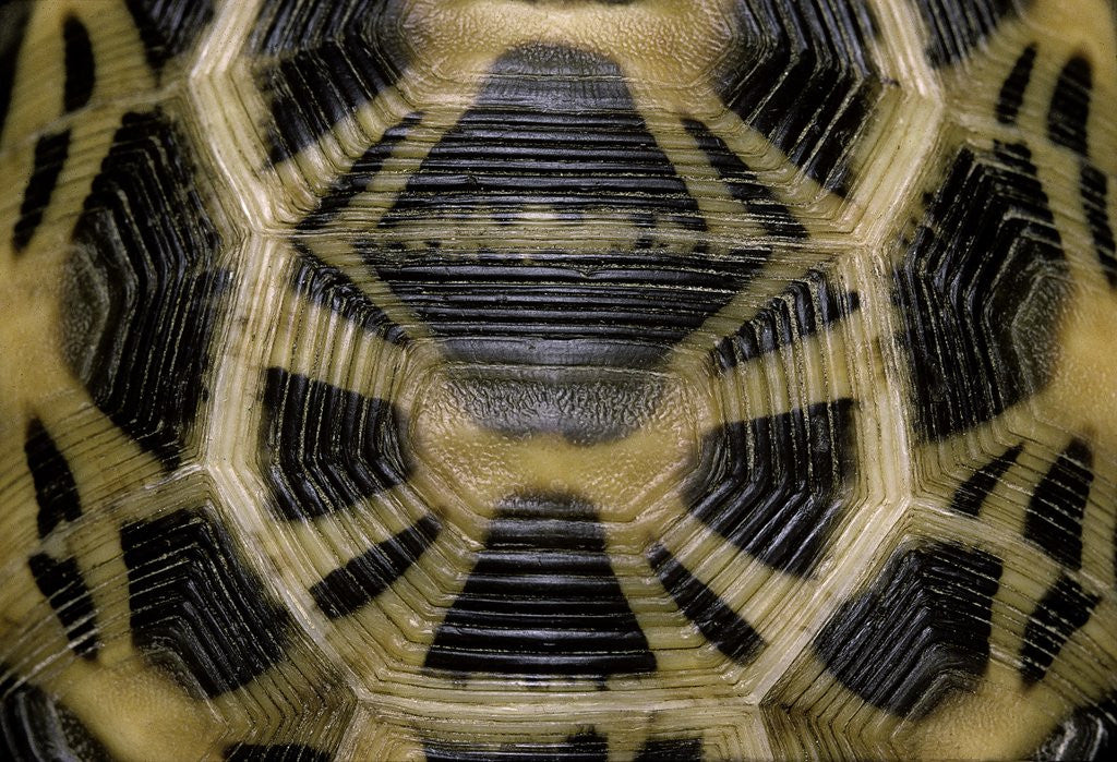Detail of Pyxis arachnoides (Madagascan spider tortoise) by Anonymous