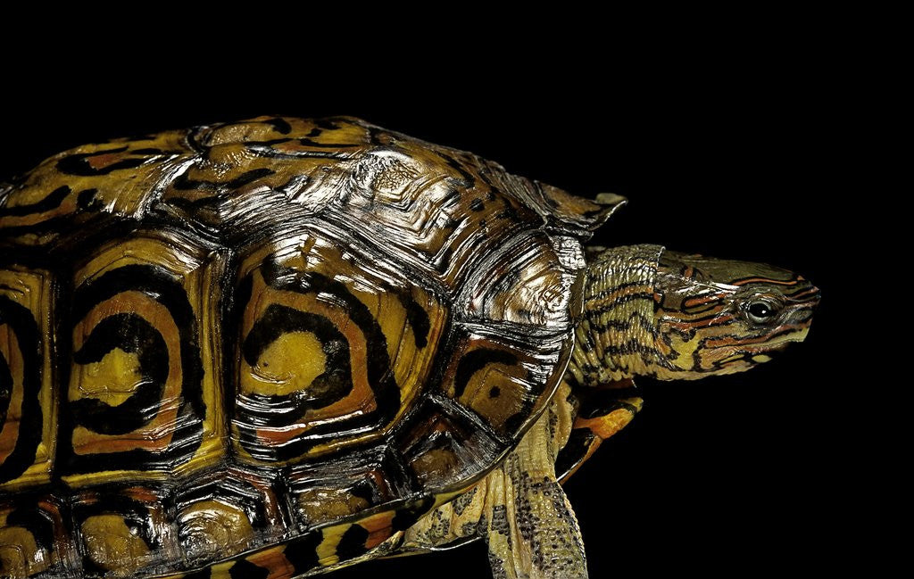 Detail of Rhinoclemmys pulcherrima manni (painted wood turtle) by Anonymous