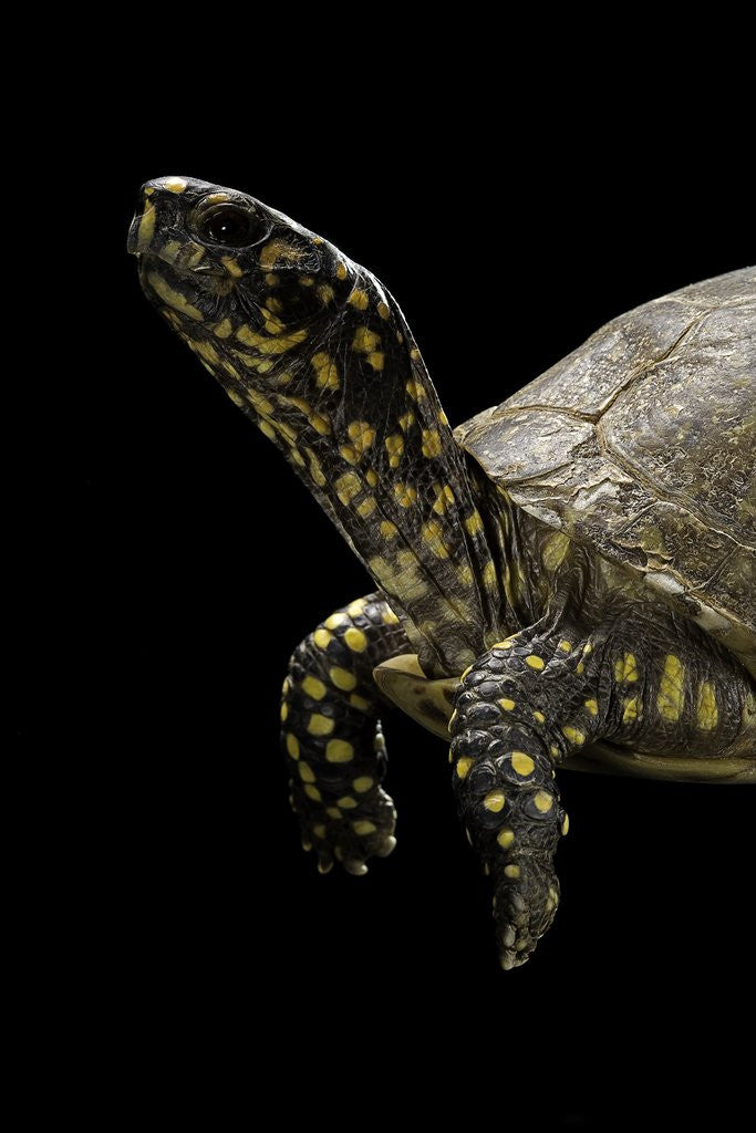 Detail of Terrapene carolina (Florida box turtle) by Anonymous