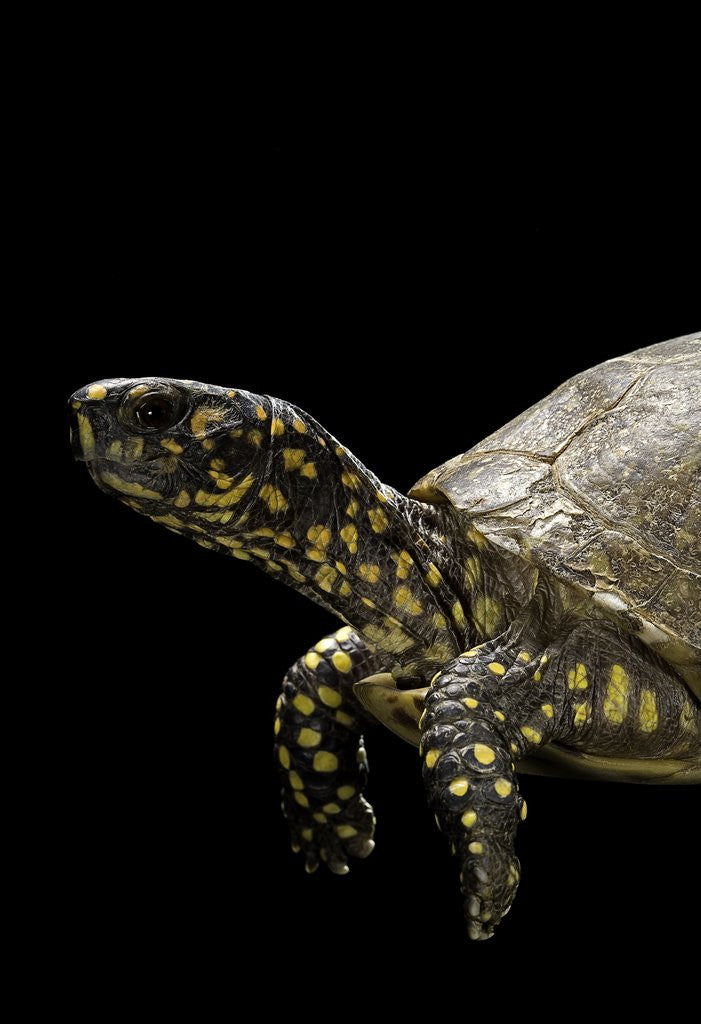 Detail of Terrapene carolina (Florida box turtle) by Anonymous