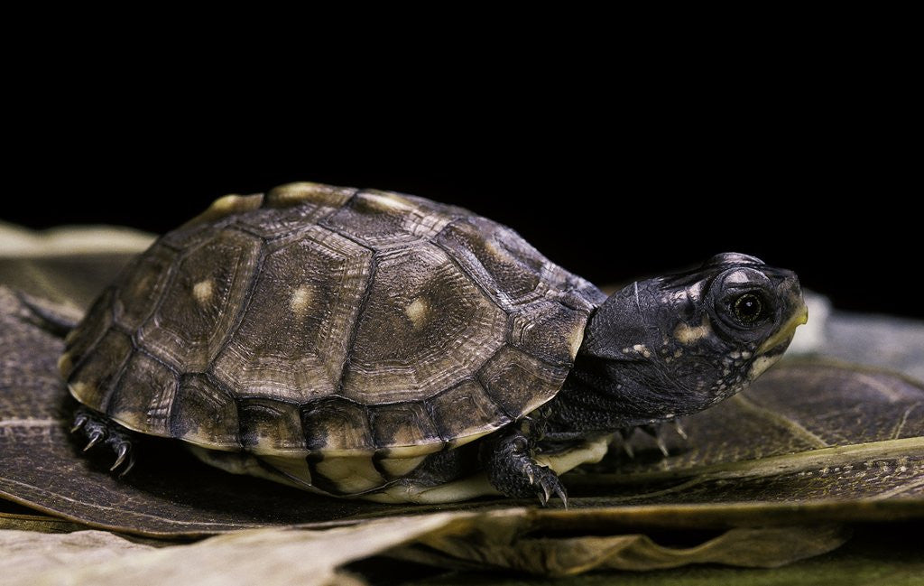 Detail of Terrapene carolina carolina (Florida box turtle) by Anonymous