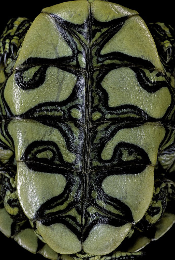 Detail of Trachemys dorbigni (black-bellied slider) by Anonymous