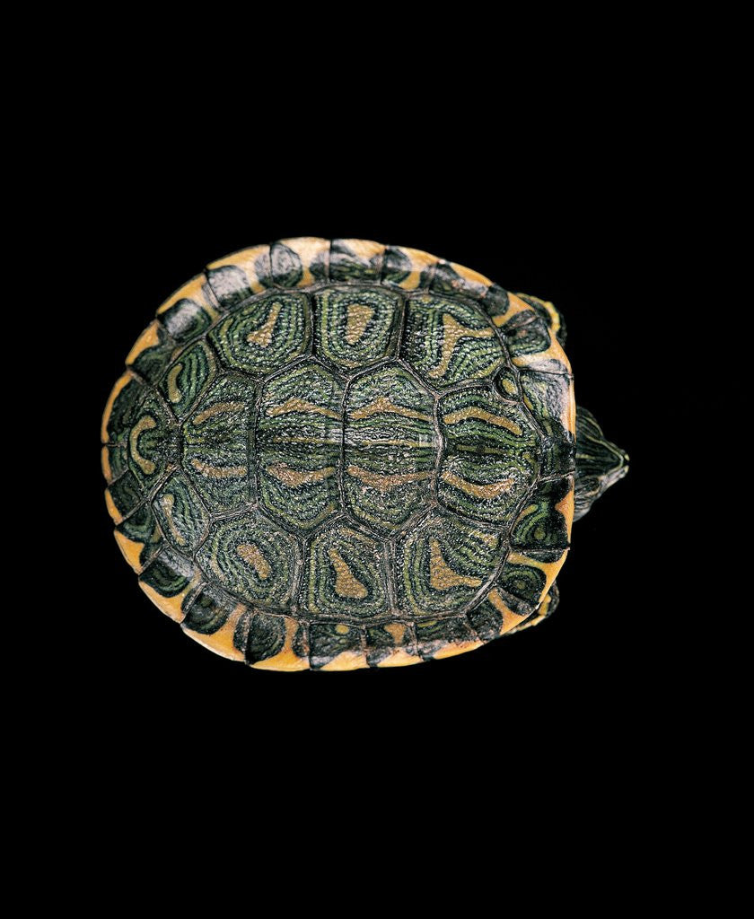 Detail of Trachemys dorbigni (black-bellied slider) by Anonymous
