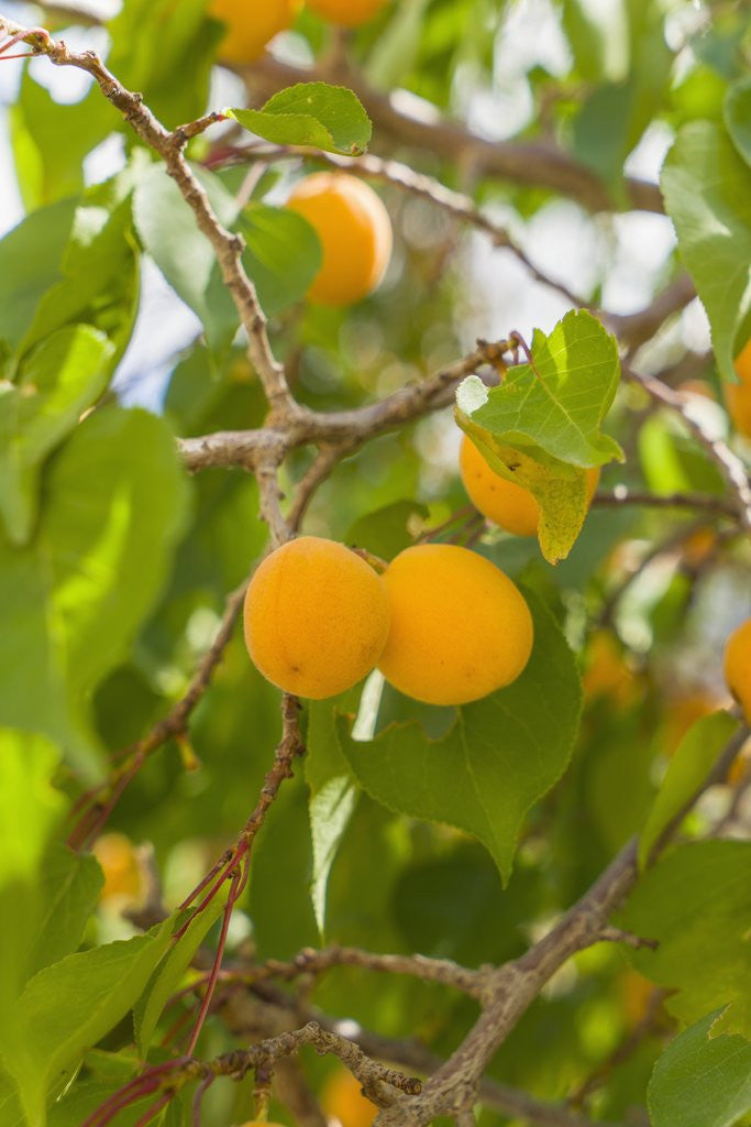 Detail of Drying apricots at Alchi village by Anonymous