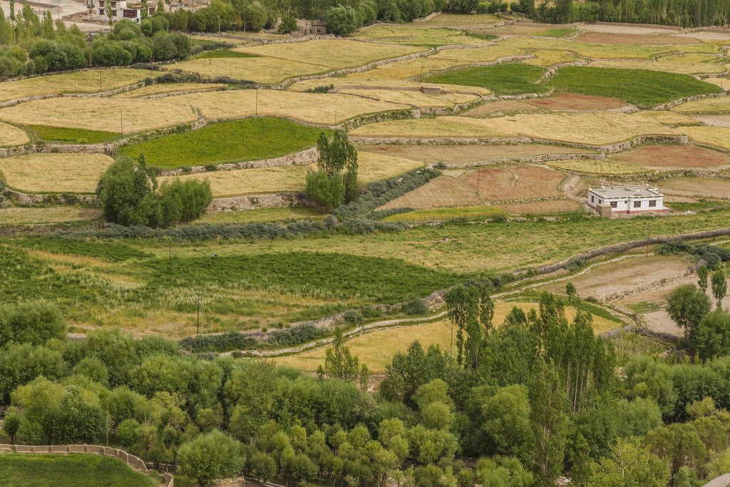 Detail of Chemde Monastery, near Karu, corn field around monastery by Anonymous