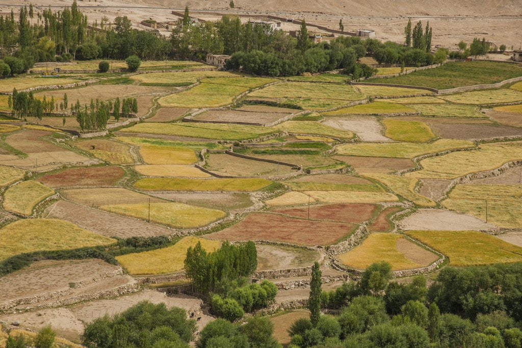 Detail of Chemde Monastery, near Karu, corn field around monastery by Anonymous
