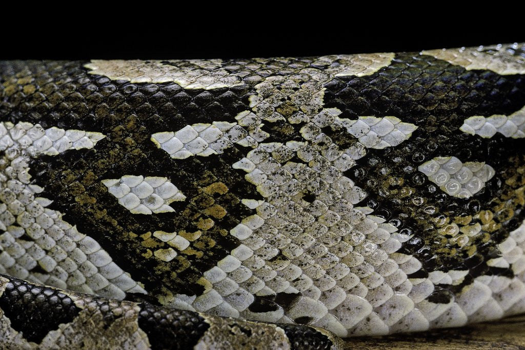 Detail of Acrantophis dumerili (Dumeril's Madagascan boa) by Anonymous