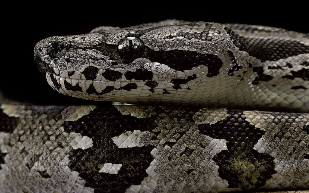 Detail of Acrantophis dumerili (Dumeril's Madagascan boa) by Anonymous