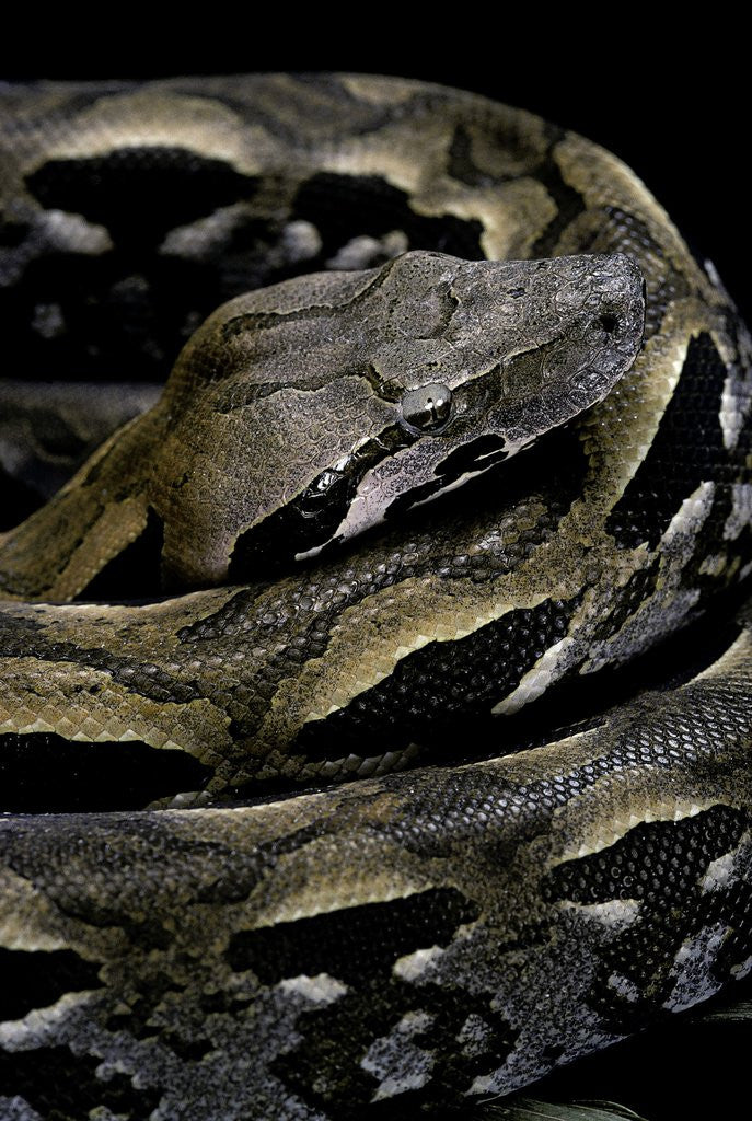 Detail of Acrantophis madagascariensis (Madagascan boa) by Anonymous