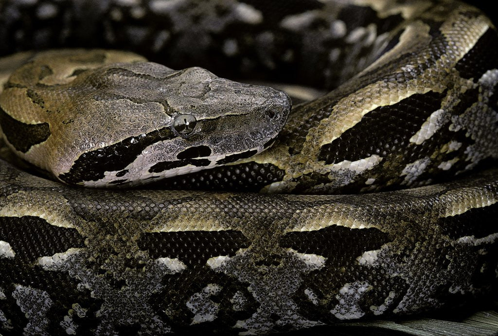 Detail of Acrantophis madagascariensis (Madagascan boa) by Anonymous