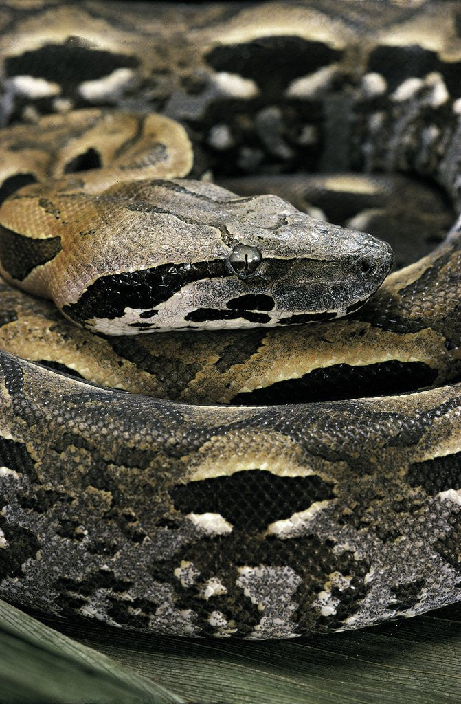 Detail of Acrantophis madagascariensis (Madagascan boa) by Anonymous