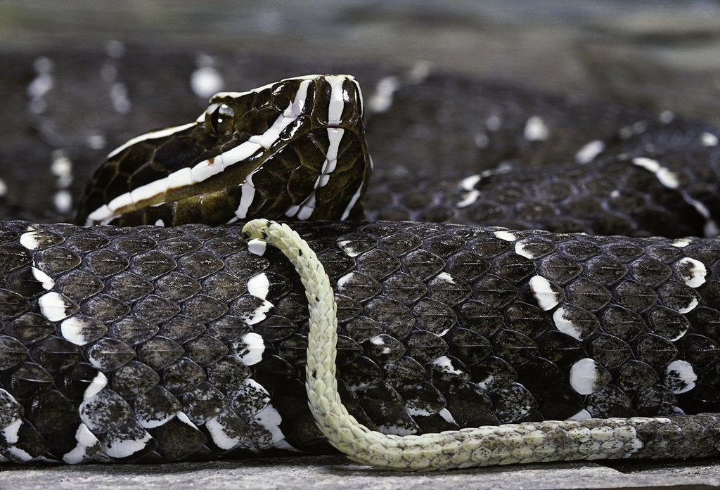 Detail of Agkistrodon bilineatus (mexican moccasin) by Anonymous