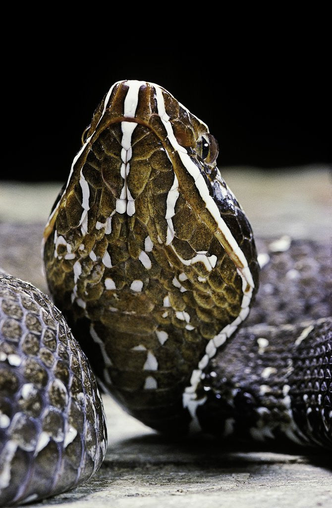 Mexican moccasins 2025