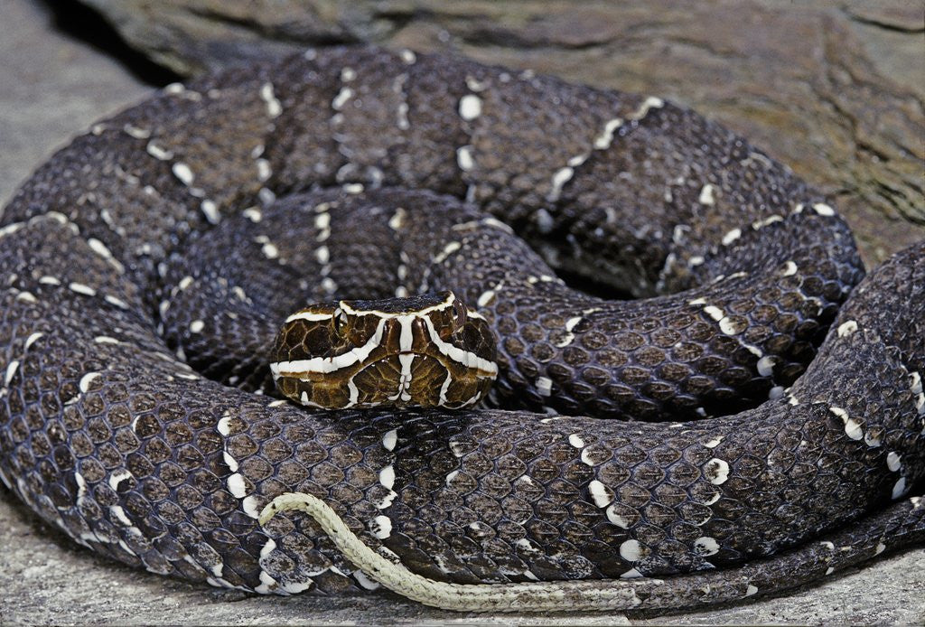Detail of Agkistrodon bilineatus (mexican moccasin) by Anonymous