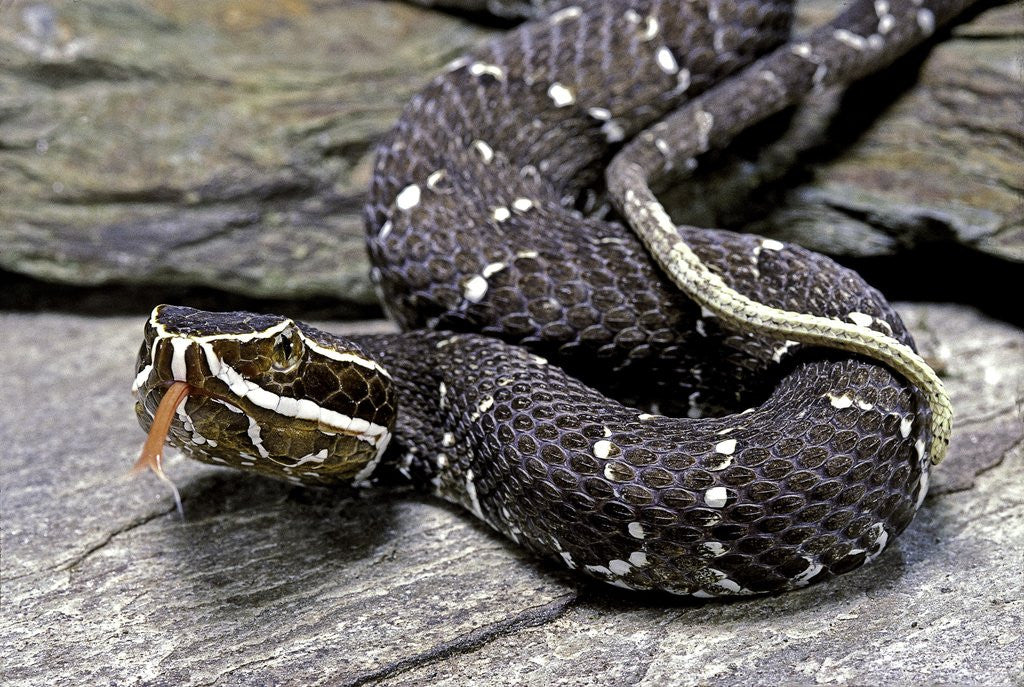 Detail of Agkistrodon bilineatus (mexican moccasin) by Anonymous
