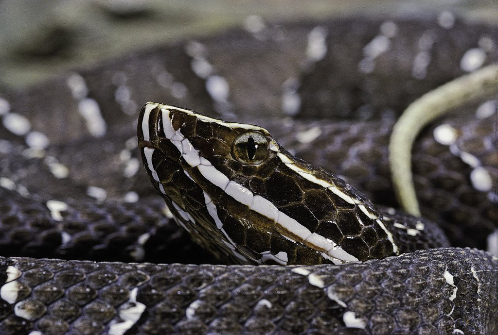 Detail of Agkistrodon bilineatus (mexican moccasin) by Anonymous
