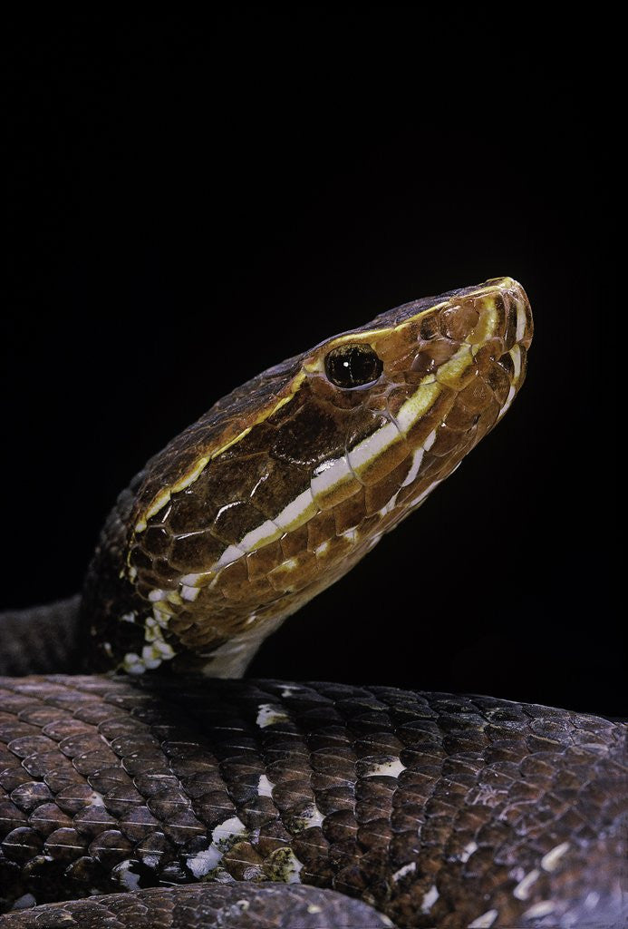 Detail of Agkistrodon bilineatus (mexican moccasin) by Anonymous