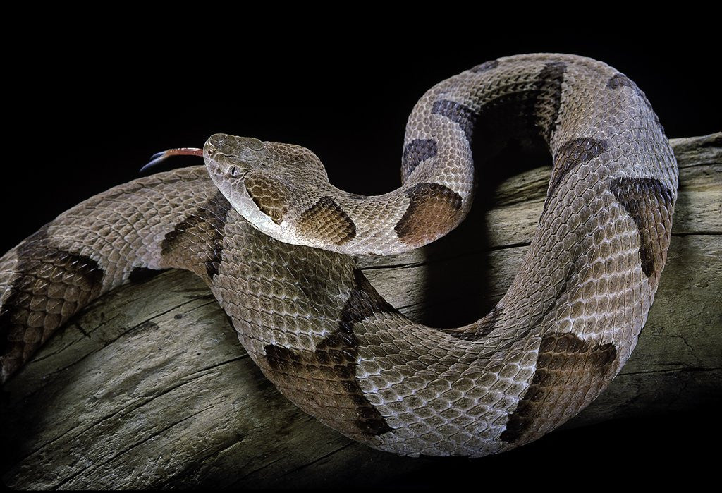 Detail of Agkistrodon contortrix (copperhead) by Anonymous