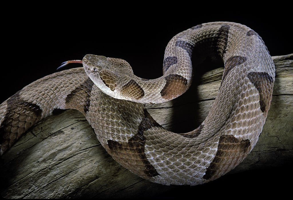 Detail of Agkistrodon contortrix (copperhead) by Corbis