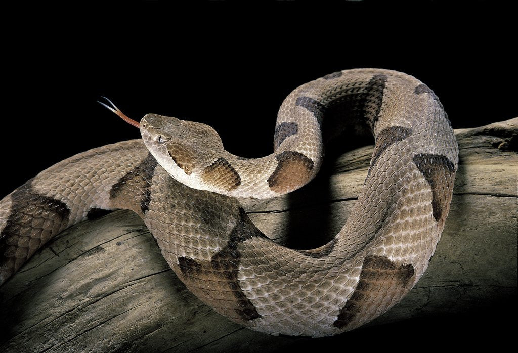 Detail of Agkistrodon contortrix (copperhead) by Anonymous