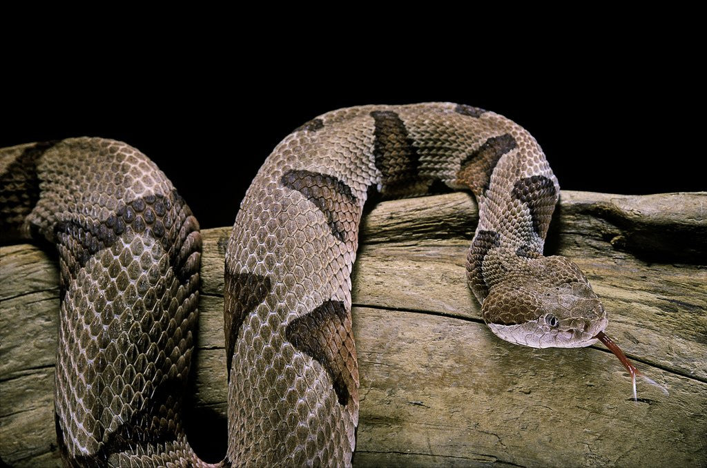 Detail of Agkistrodon contortrix (copperhead) by Anonymous