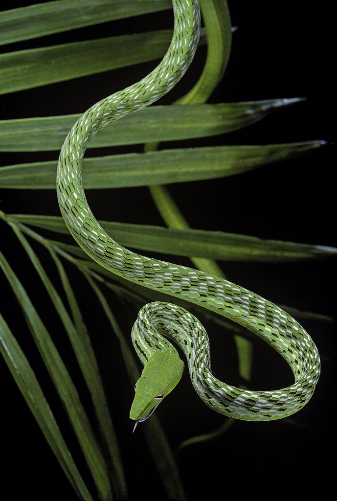 Detail of Ahaetulla prasina (asian long-nosed tree snake) by Corbis
