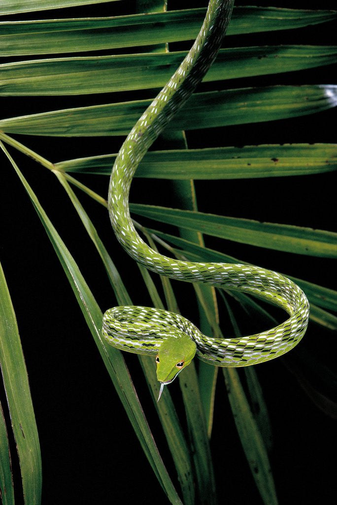 Ahaetulla prasina (asian long-nosed tree snake) by Corbis