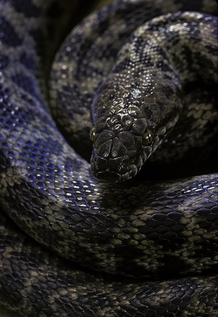 Detail of Antaresia childreni (children's python) by Anonymous