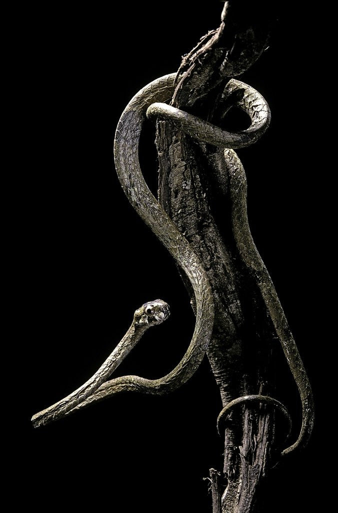Detail of Aplopeltura boa (blunt-headed tree snake) by Anonymous