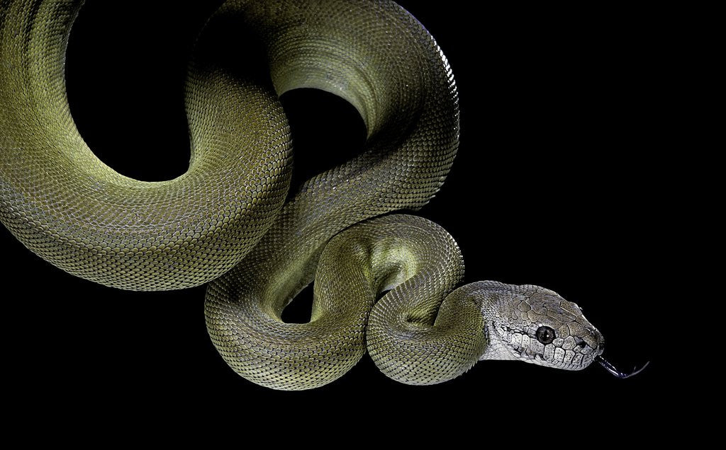 Detail of Apodora papuana (papuan python) by Anonymous