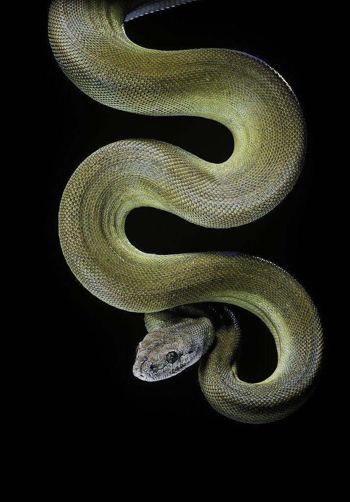 Detail of Apodora papuana (papuan python) by Anonymous